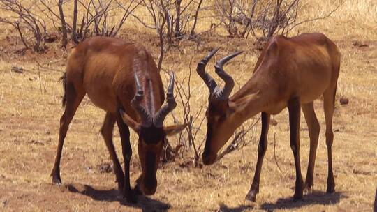 两只红羚羊在草地上吃草