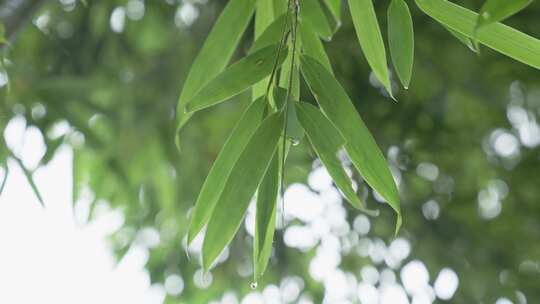 竹林竹叶禅意下雨天唯美空镜