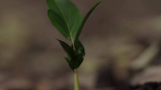 植物生长各角度拍摄