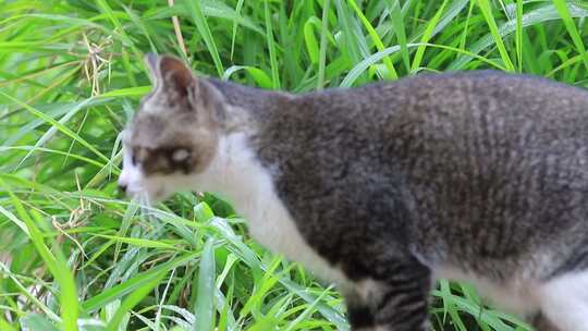 狸花猫特写，狸花猫吃草特写，中华田园猫视频素材模板下载