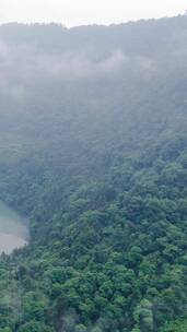 自然风光绿色森林山谷清晨云雾竖屏
