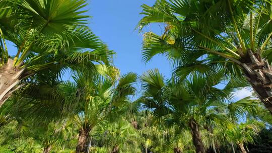 唯美夏天阳光高大的棕榈树林