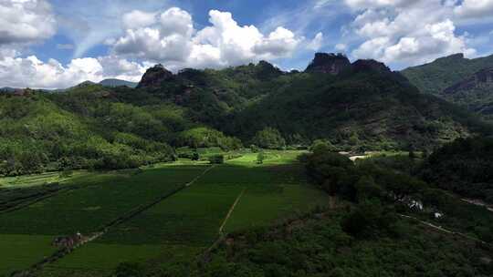 航拍茶园 茶园 茶树