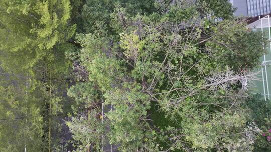 深圳南山区深南大道绿化带航拍