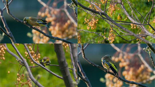 秋日苦棟树枝上的金翅雀高清在线视频素材下载