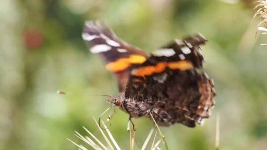 草丛里振翅的蝴蝶视频素材模板下载