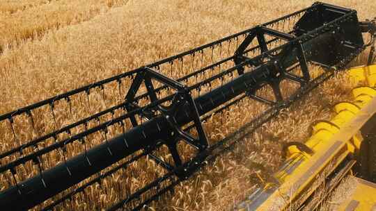 机器收割小麦