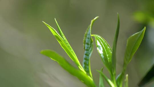 千年古茶树