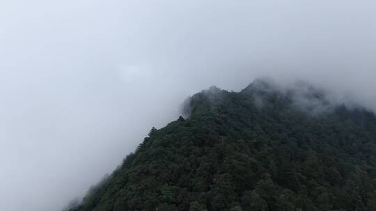 航拍杭州临安西天目山山顶云雾