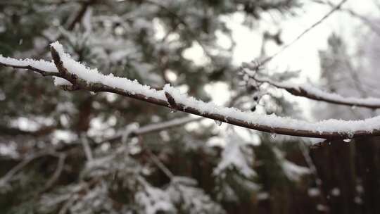 特写光秃秃的树枝上落满雪花
