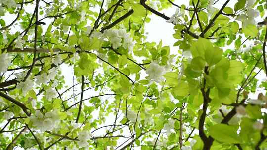 春天盛开的白色海棠花