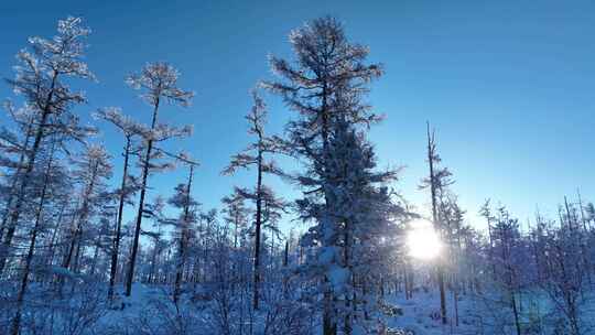 大兴安岭林海雪原雪林