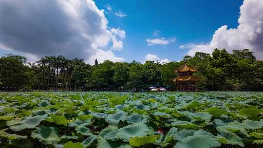 夏天玉林人民公园荷花池凉亭蓝天白云晴天