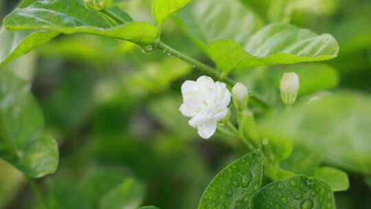 唯美茉莉花与茉莉花茶制作福州茉莉花种植园