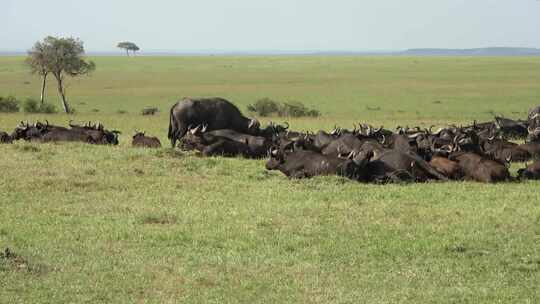 草原上栖息的一群野牛