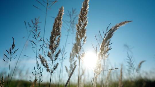 自然风景快切快节奏情绪意境转场