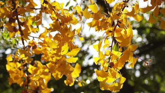 秋天金黄银杏叶和银杏果实金秋美景意境氛围