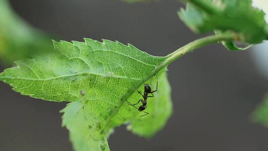 自然界的动物树叶上的蚂蚁视频素材模板下载