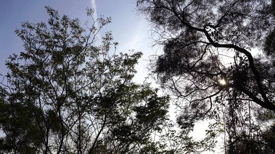 仰望树林阳光抬头看树林天空仰拍树木剪影