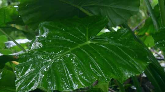 绿植水观音雨季下雨天雨滴