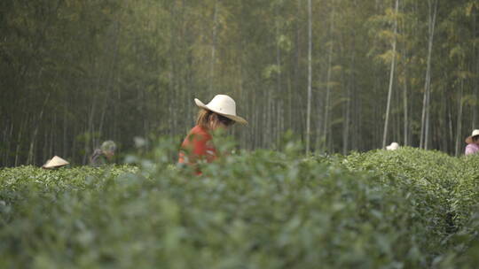 茶茶叶红茶艺采茶泡茶红茶山春茶道茶园农业