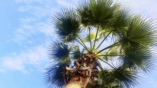 夏天春天里的棕榈树椰树热带植物蓝天白云