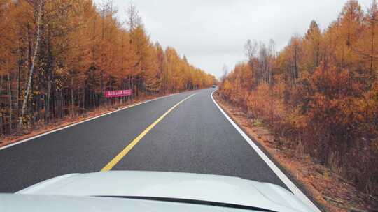 呼伦贝尔林场公路秋天汽车前进风景