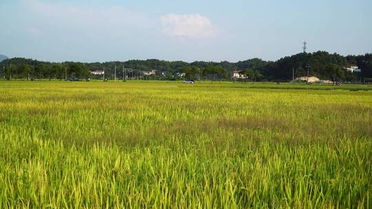 南岳衡山水帘洞风景区乡村稻田风光