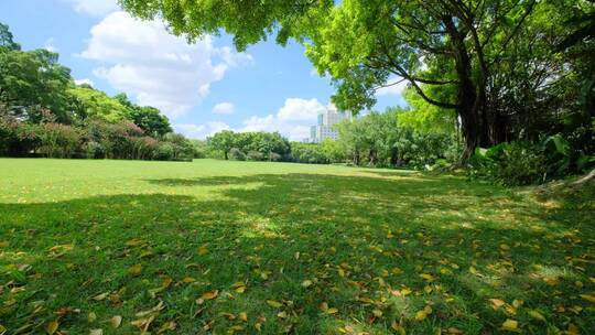 夏天蓝天白云阳光草坪草地绿地树林森林公园