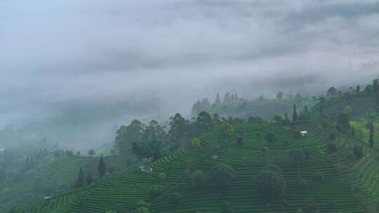 航拍云雾中的茶山