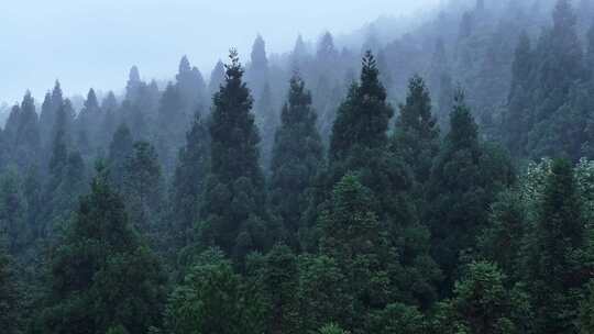 云雾森林4K生态自然空境原创杉树航拍唯美