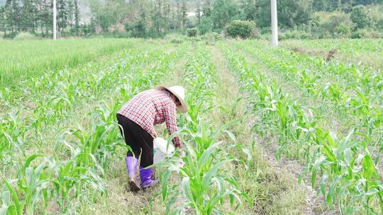 农妇在玉米地施化肥
