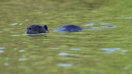 野生动物自然栖息地，野生水生海狸，肌海狸漂浮在波浪湖上