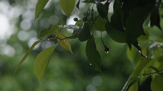 6K雨中绿色树叶雨滴04