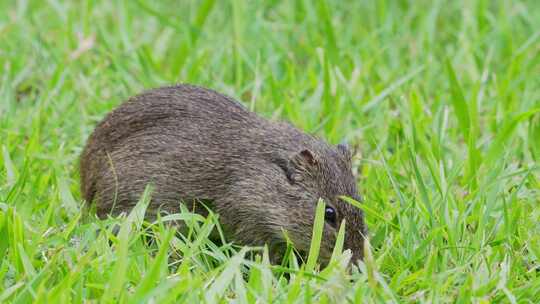 一只野生巴西豚鼠，Cavia aperea，仍然在地上吃草。特写镜头