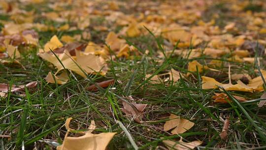秋天草地上缓缓飘落的银杏树叶视频素材模板下载
