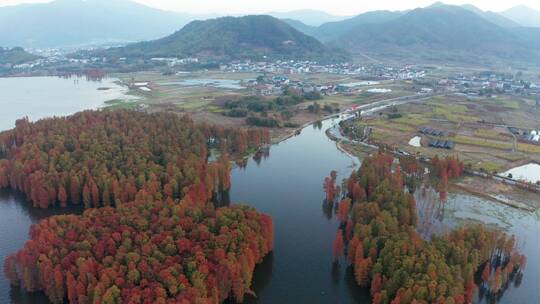 浙江四明湖红杉林风光航拍视频素材模板下载