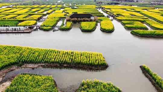 4K高清千垛油菜花泰州兴化5A景区航拍