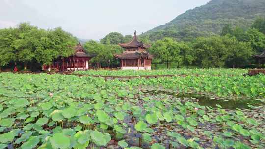 杭州湘湖荷花庄夏天荷塘风景航拍