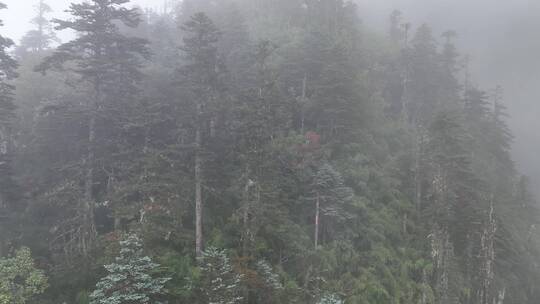 雨崩村清晨航拍