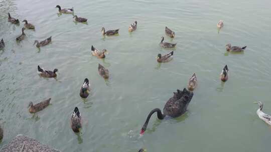 水上公园湖中黑天鹅