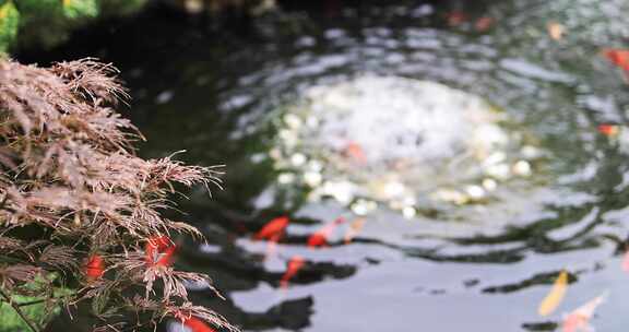 锦鲤在清澈的池塘游泳慢镜头