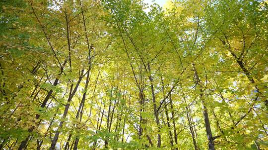 银杏秋天阳光银杏树银杏叶