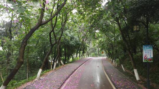 雨后的城市绿道