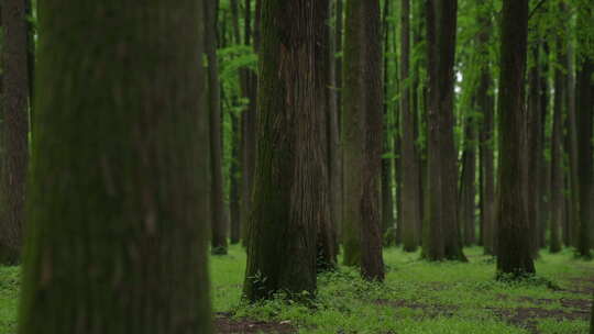 自然-树林-茂密-全景视频素材模板下载