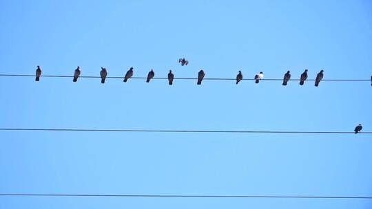 站在电线上的鸟类