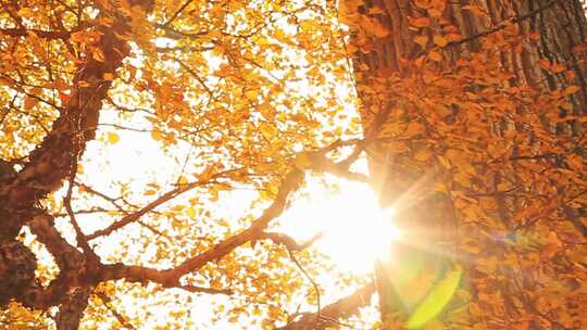 阳光穿过秋天的森林