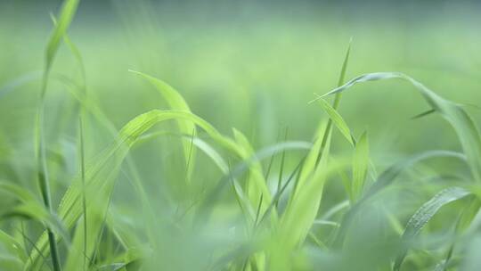 4k盛的草地小草生长