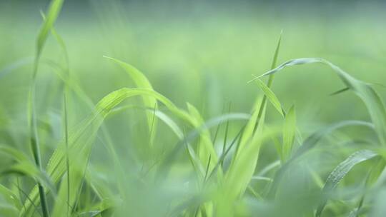 4k盛的草地小草生长视频素材模板下载