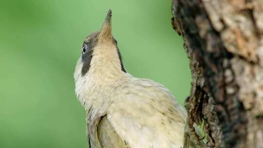 啄木鸟，树干，筑巢，绿色啄木鸟